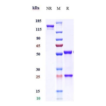 SDS-PAGE - Enokizumab Biosimilar - Anti-IL-9 Antibody - Low endotoxin, Azide free (A323427) - Antibodies.com