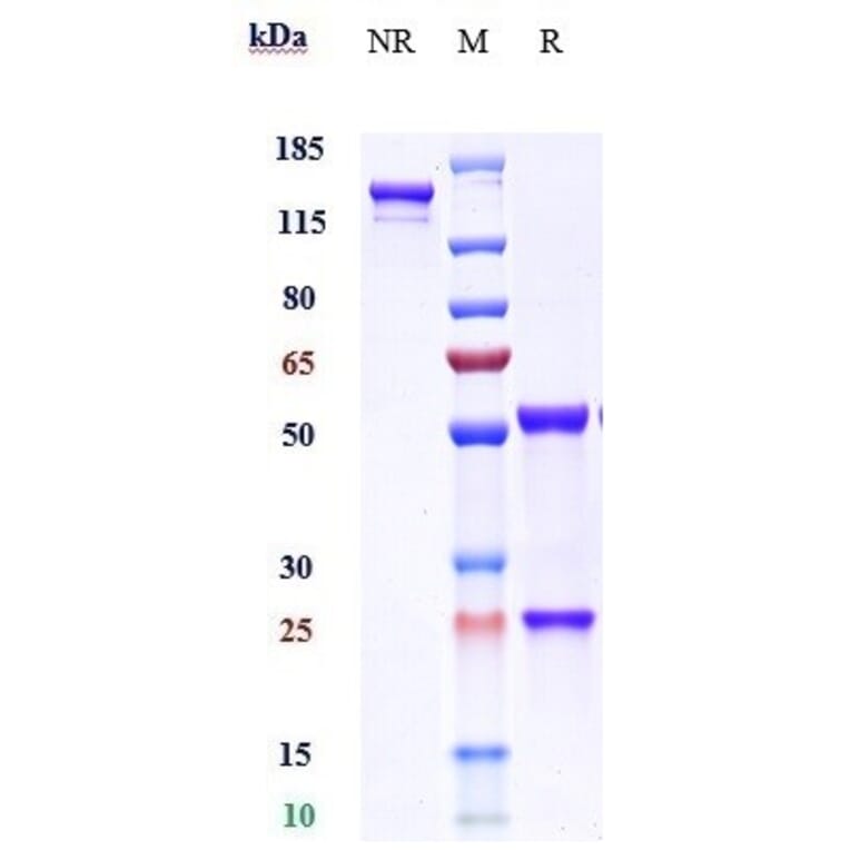 SDS-PAGE - Enokizumab Biosimilar - Anti-IL-9 Antibody - Low endotoxin, Azide free (A323427) - Antibodies.com