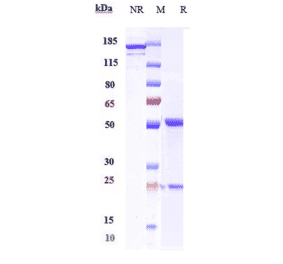 SDS-PAGE - Enoticumab Biosimilar - Anti-DLL4 Antibody - Low endotoxin, Azide free (A323428) - Antibodies.com
