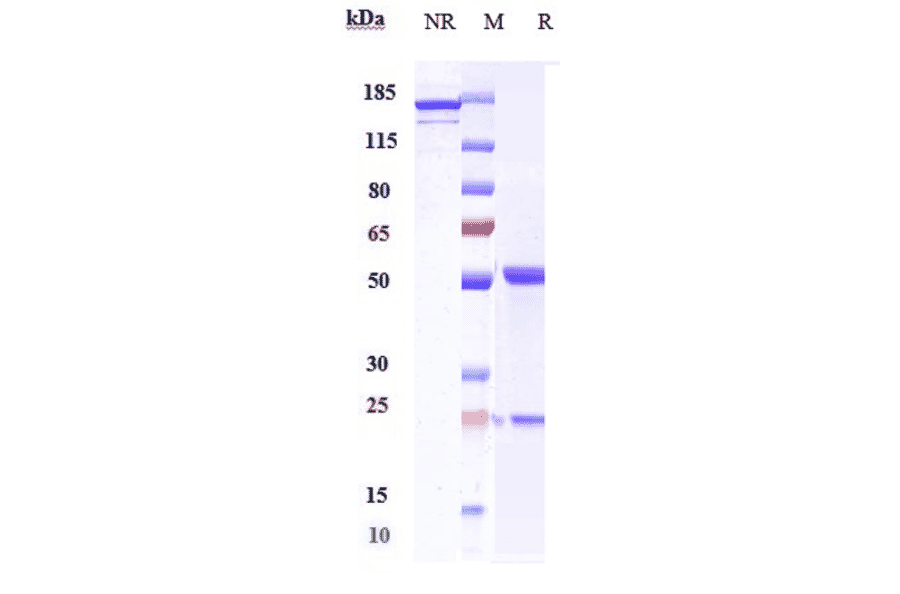 SDS-PAGE - Enoticumab Biosimilar - Anti-DLL4 Antibody - Low endotoxin, Azide free (A323428) - Antibodies.com