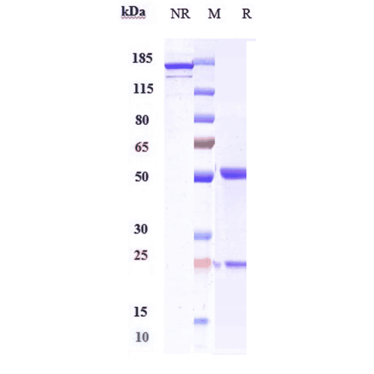 SDS-PAGE - Enoticumab Biosimilar - Anti-DLL4 Antibody - Low endotoxin, Azide free (A323428) - Antibodies.com