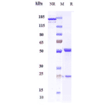 SDS-PAGE - Enoticumab Biosimilar - Anti-DLL4 Antibody - Low endotoxin, Azide free (A323428) - Antibodies.com