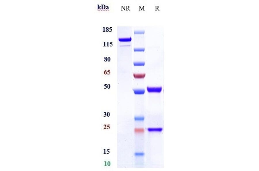 SDS-PAGE - Ensituximab Biosimilar - Anti-Mucin 5AC Antibody - Low endotoxin, Azide free (A323430) - Antibodies.com