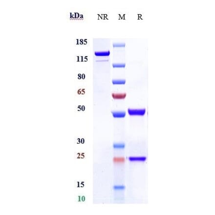 SDS-PAGE - Ensituximab Biosimilar - Anti-Mucin 5AC Antibody - Low endotoxin, Azide free (A323430) - Antibodies.com