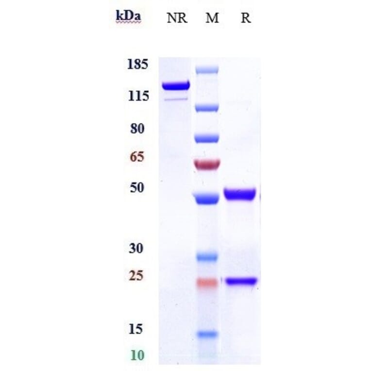 SDS-PAGE - Ensituximab Biosimilar - Anti-Mucin 5AC Antibody - Low endotoxin, Azide free (A323430) - Antibodies.com