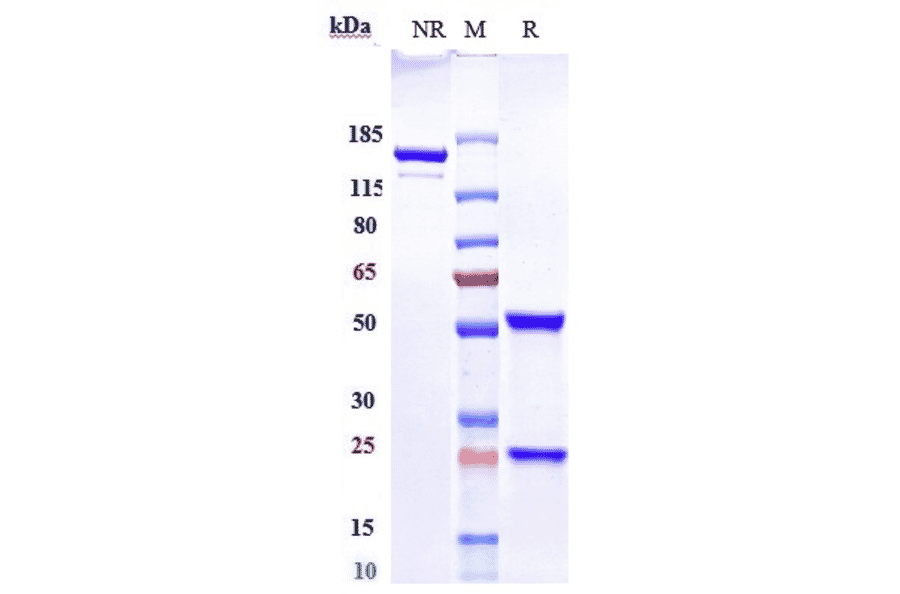 SDS-PAGE - Epratuzumab Biosimilar - Anti-CD22 Antibody - Low endotoxin, Azide free (A323432) - Antibodies.com