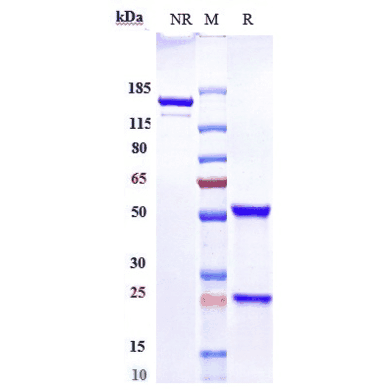 SDS-PAGE - Epratuzumab Biosimilar - Anti-CD22 Antibody - Low endotoxin, Azide free (A323432) - Antibodies.com