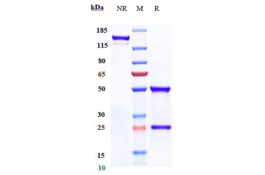 SDS-PAGE - Eptinezumab Biosimilar - Anti-CGRP-I Antibody - Low endotoxin, Azide free (A323433) - Antibodies.com