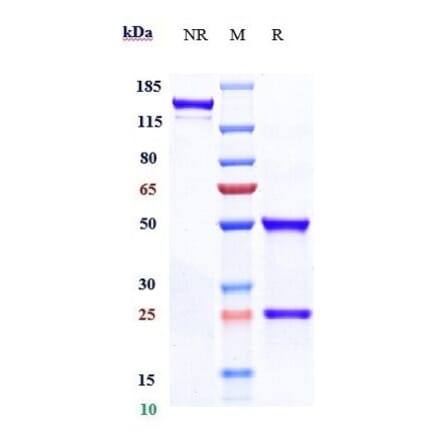 SDS-PAGE - Eptinezumab Biosimilar - Anti-CGRP-I Antibody - Low endotoxin, Azide free (A323433) - Antibodies.com