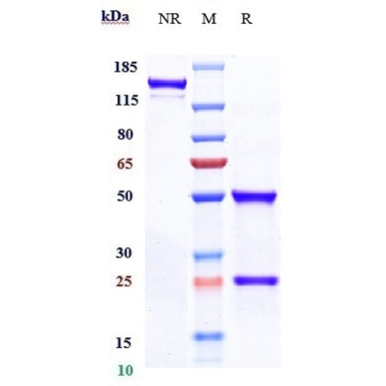 SDS-PAGE - Eptinezumab Biosimilar - Anti-CGRP-I Antibody - Low endotoxin, Azide free (A323433) - Antibodies.com