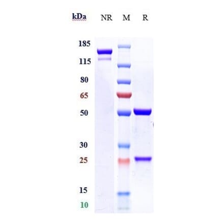 SDS-PAGE - Erenumab Biosimilar - Anti-CRLR Antibody - Low endotoxin, Azide free (A323434) - Antibodies.com