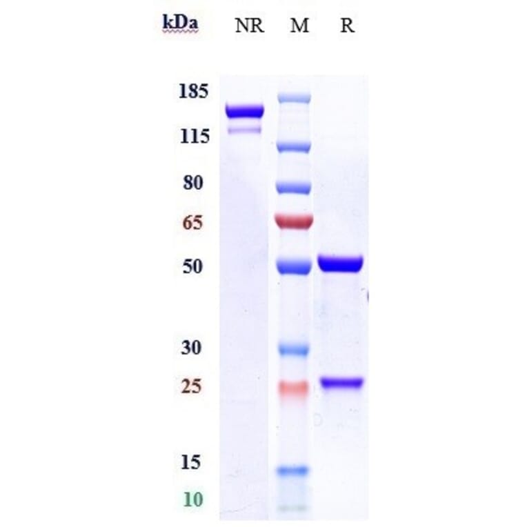 SDS-PAGE - Erenumab Biosimilar - Anti-CRLR Antibody - Low endotoxin, Azide free (A323434) - Antibodies.com