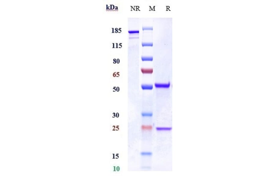 SDS-PAGE - Erlizumab Biosimilar - Anti-CD18 Antibody - Low endotoxin, Azide free (A323435) - Antibodies.com