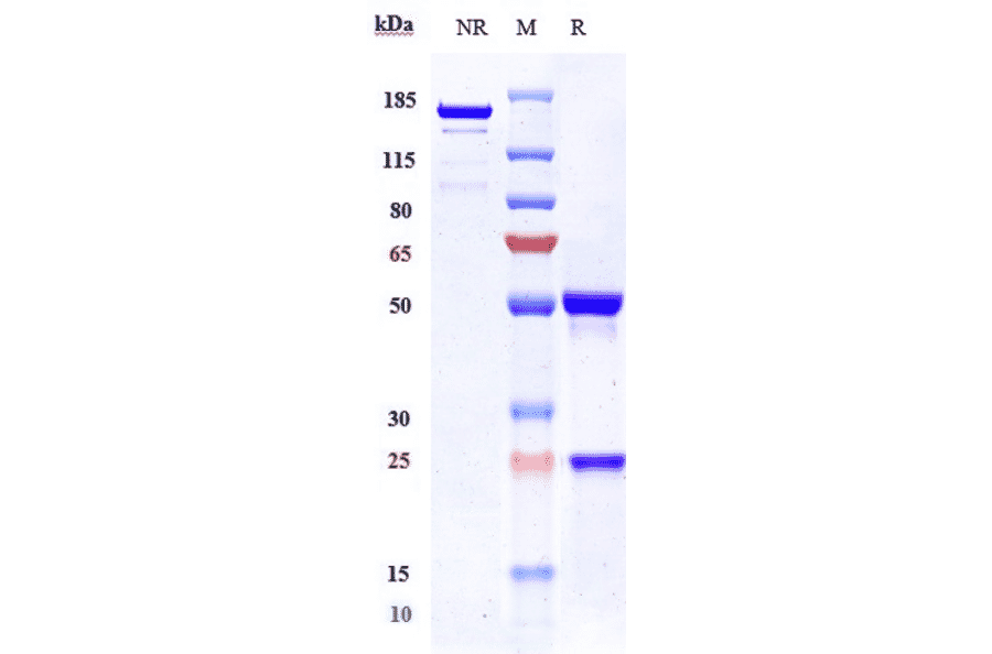 SDS-PAGE - Etaracizumab Biosimilar - Anti-Integrin alpha V + beta 3 Antibody - Low endotoxin, Azide free (A323436) - Antibodies.com