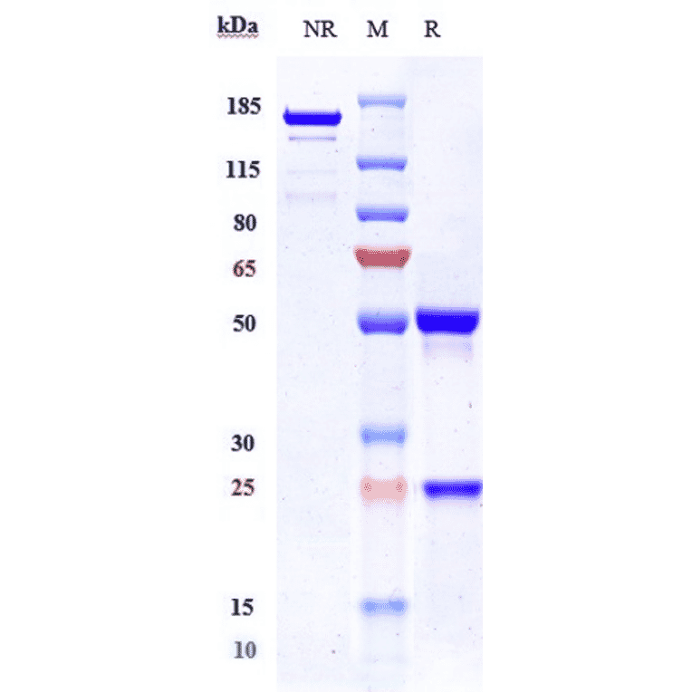 SDS-PAGE - Etaracizumab Biosimilar - Anti-Integrin alpha V + beta 3 Antibody - Low endotoxin, Azide free (A323436) - Antibodies.com
