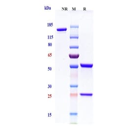SDS-PAGE - Etigilimab Biosimilar - Anti-TIGIT Antibody - Low endotoxin, Azide free (A323437) - Antibodies.com