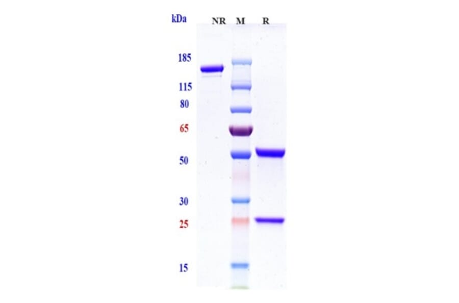 SDS-PAGE - Etigilimab Biosimilar - Anti-TIGIT Antibody - Low endotoxin, Azide free (A323437) - Antibodies.com