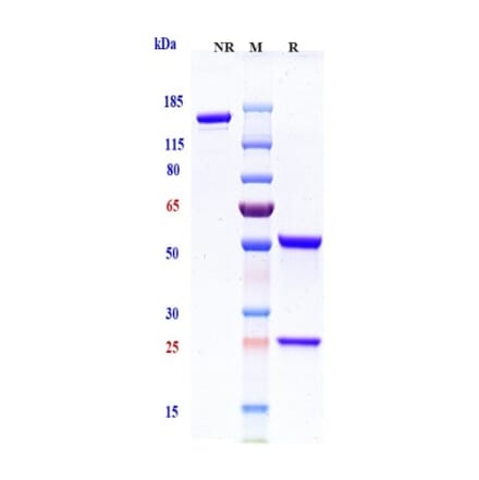 SDS-PAGE - Etigilimab Biosimilar - Anti-TIGIT Antibody - Low endotoxin, Azide free (A323437) - Antibodies.com