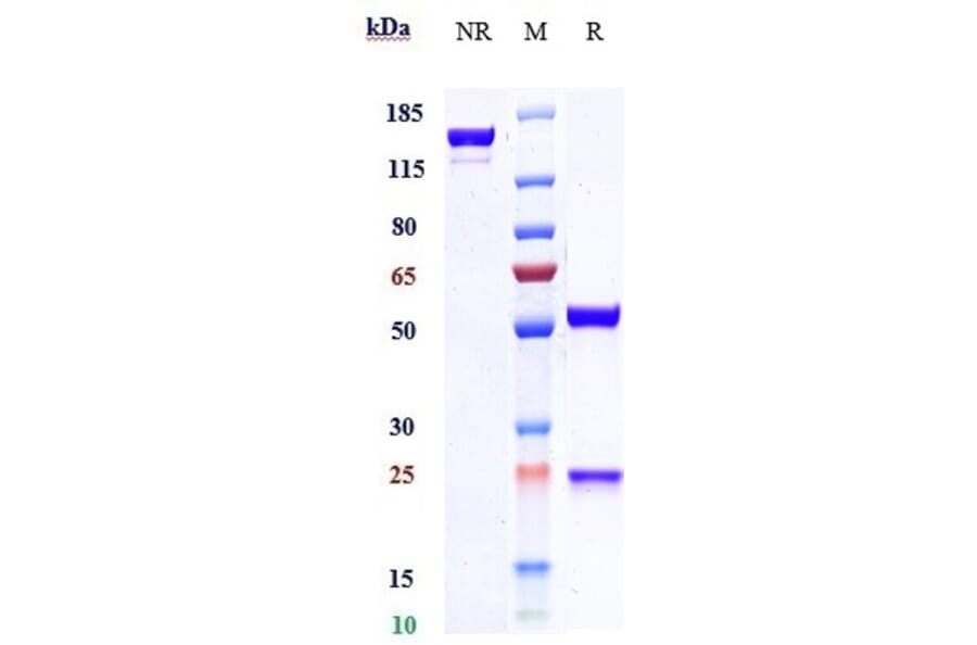 SDS-PAGE - Etokimab Biosimilar - Anti-IL-33 Antibody - Low endotoxin, Azide free (A323438) - Antibodies.com