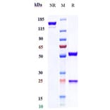 SDS-PAGE - Etokimab Biosimilar - Anti-IL-33 Antibody - Low endotoxin, Azide free (A323438) - Antibodies.com