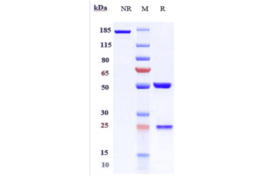 SDS-PAGE - Evinacumab Biosimilar - Anti-ANGPTL3 Antibody - Low endotoxin, Azide free (A323440) - Antibodies.com