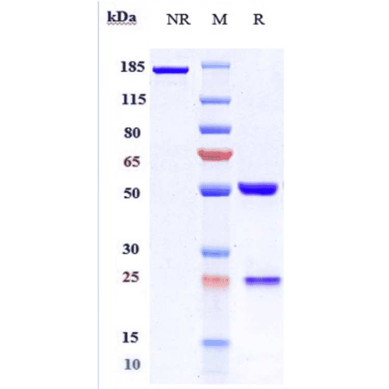 SDS-PAGE - Evinacumab Biosimilar - Anti-ANGPTL3 Antibody - Low endotoxin, Azide free (A323440) - Antibodies.com