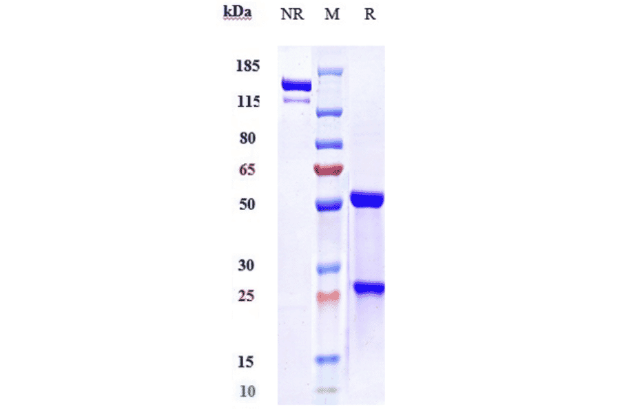 SDS-PAGE - Evolocumab Biosimilar - Anti-PCSK9 Antibody - Low endotoxin, Azide free (A323441) - Antibodies.com