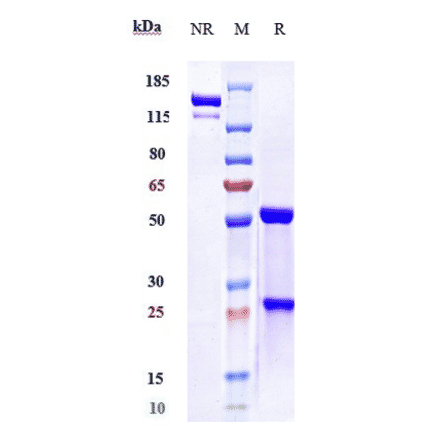 SDS-PAGE - Evolocumab Biosimilar - Anti-PCSK9 Antibody - Low endotoxin, Azide free (A323441) - Antibodies.com