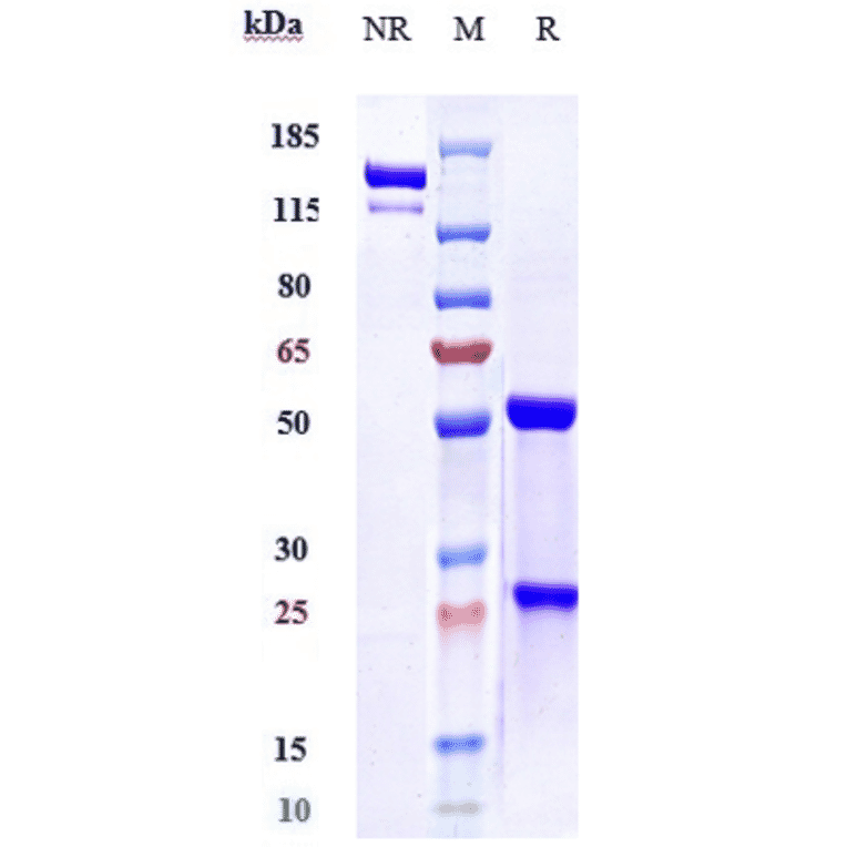 SDS-PAGE - Evolocumab Biosimilar - Anti-PCSK9 Antibody - Low endotoxin, Azide free (A323441) - Antibodies.com