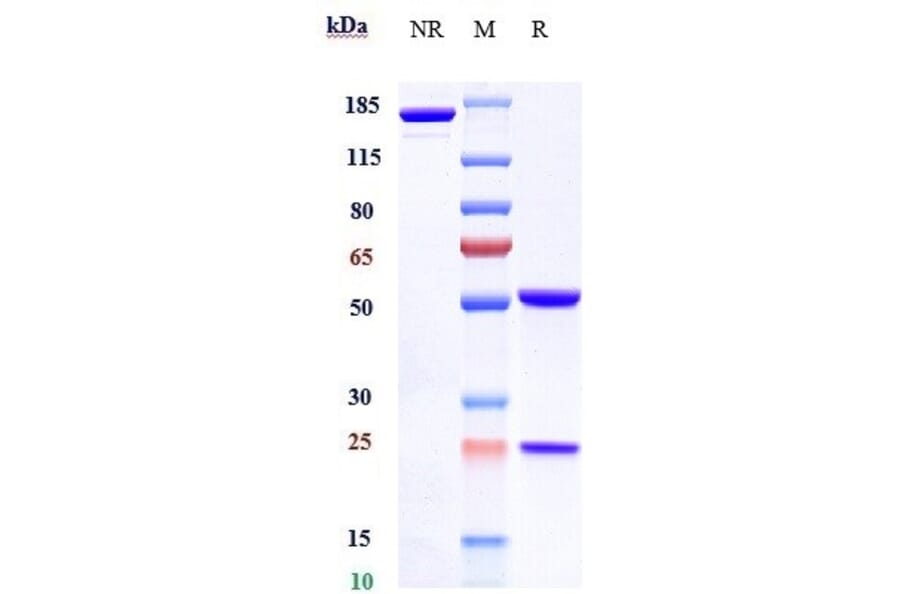 SDS-PAGE - Farletuzumab Biosimilar - Anti-Folate Binding Protein/FBP Antibody - Low endotoxin, Azide free (A323445) - Antibodies.com