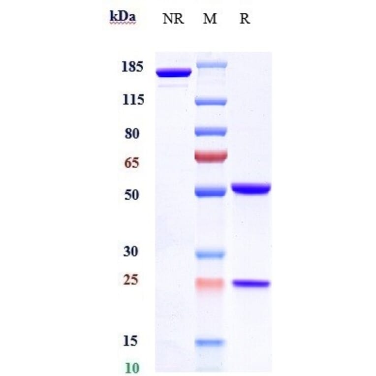SDS-PAGE - Farletuzumab Biosimilar - Anti-Folate Binding Protein/FBP Antibody - Low endotoxin, Azide free (A323445) - Antibodies.com