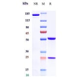 SDS-PAGE - Farletuzumab Biosimilar - Anti-Folate Binding Protein/FBP Antibody - Low endotoxin, Azide free (A323445) - Antibodies.com