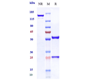 SDS-PAGE - Fasinumab Biosimilar - Anti-NGF Antibody - Low endotoxin, Azide free (A323446) - Antibodies.com