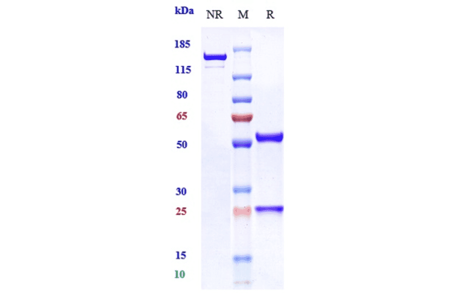 SDS-PAGE - Fasinumab Biosimilar - Anti-NGF Antibody - Low endotoxin, Azide free (A323446) - Antibodies.com