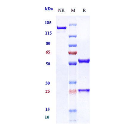 SDS-PAGE - Fasinumab Biosimilar - Anti-NGF Antibody - Low endotoxin, Azide free (A323446) - Antibodies.com