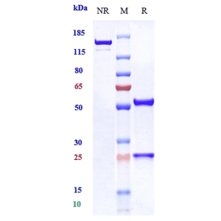 SDS-PAGE - Fasinumab Biosimilar - Anti-NGF Antibody - Low endotoxin, Azide free (A323446) - Antibodies.com