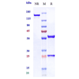 SDS-PAGE - Fasinumab Biosimilar - Anti-NGF Antibody - Low endotoxin, Azide free (A323446) - Antibodies.com