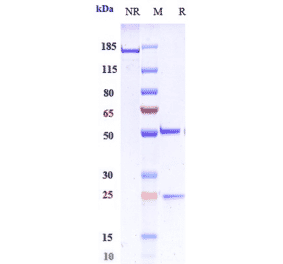 SDS-PAGE - Favezelimab Biosimilar - Anti-LAG-3 Antibody - Low endotoxin, Azide free (A323447) - Antibodies.com