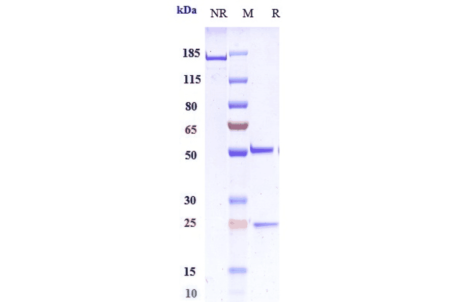 SDS-PAGE - Favezelimab Biosimilar - Anti-LAG-3 Antibody - Low endotoxin, Azide free (A323447) - Antibodies.com