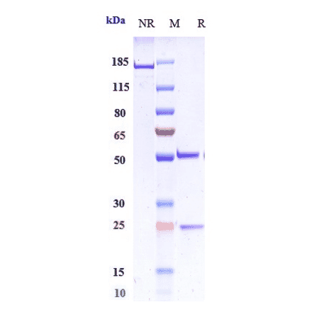 SDS-PAGE - Favezelimab Biosimilar - Anti-LAG-3 Antibody - Low endotoxin, Azide free (A323447) - Antibodies.com