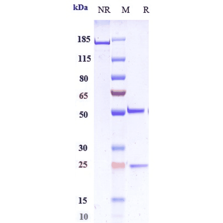 SDS-PAGE - Favezelimab Biosimilar - Anti-LAG-3 Antibody - Low endotoxin, Azide free (A323447) - Antibodies.com