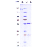 SDS-PAGE - Favezelimab Biosimilar - Anti-LAG-3 Antibody - Low endotoxin, Azide free (A323447) - Antibodies.com