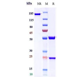 SDS-PAGE - Feladilimab Biosimilar - Anti-ICOS Antibody - Low endotoxin, Azide free (A323448) - Antibodies.com