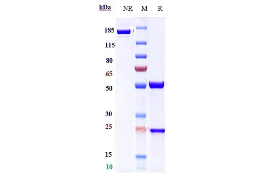 SDS-PAGE - Feladilimab Biosimilar - Anti-ICOS Antibody - Low endotoxin, Azide free (A323448) - Antibodies.com
