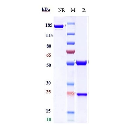 SDS-PAGE - Feladilimab Biosimilar - Anti-ICOS Antibody - Low endotoxin, Azide free (A323448) - Antibodies.com