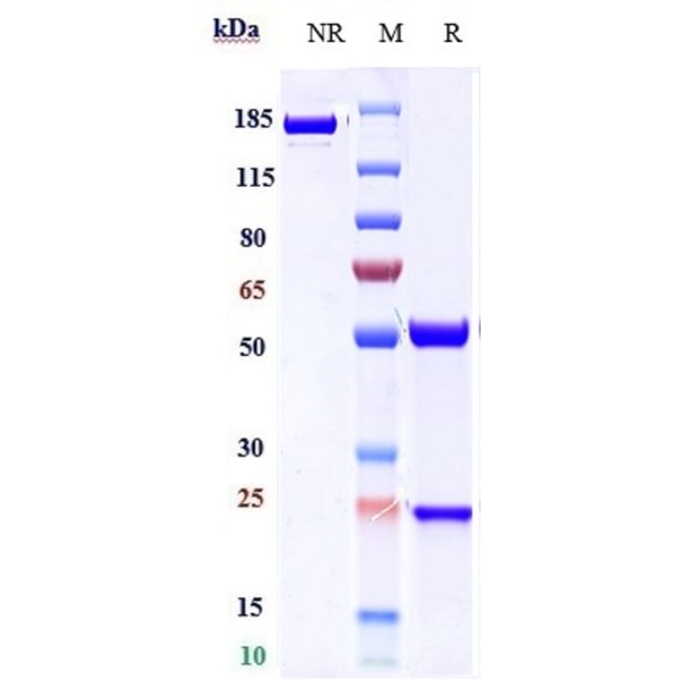 SDS-PAGE - Feladilimab Biosimilar - Anti-ICOS Antibody - Low endotoxin, Azide free (A323448) - Antibodies.com