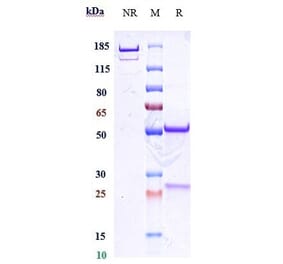 SDS-PAGE - Felzartamab Biosimilar - Anti-CD38 Antibody - Low endotoxin, Azide free (A323449) - Antibodies.com