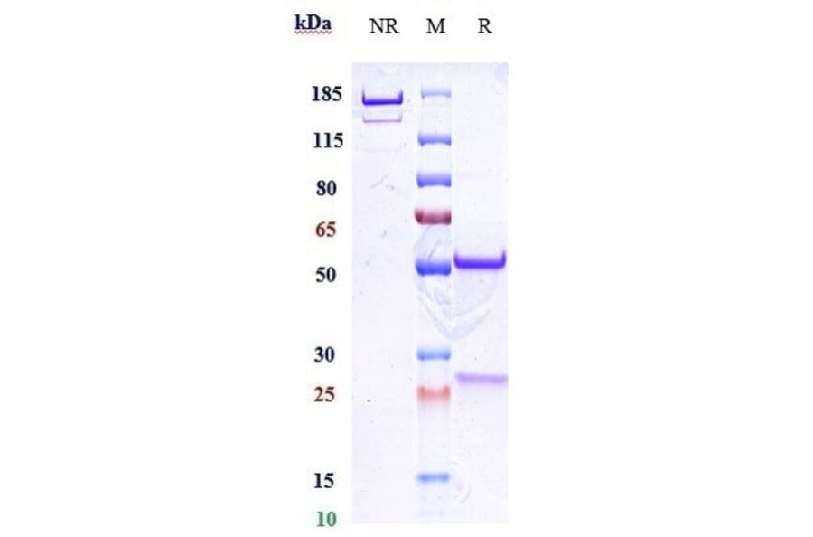 SDS-PAGE - Felzartamab Biosimilar - Anti-CD38 Antibody - Low endotoxin, Azide free (A323449) - Antibodies.com