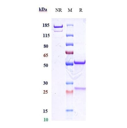 SDS-PAGE - Felzartamab Biosimilar - Anti-CD38 Antibody - Low endotoxin, Azide free (A323449) - Antibodies.com