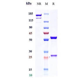 SDS-PAGE - Fezakinumab Biosimilar - Anti-IL-22 Antibody - Low endotoxin, Azide free (A323450) - Antibodies.com